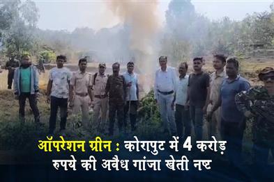 Khabar East:Operation-Green-Cannabis-Cultivation-Worth-Rs-4-Crore-Destroyed-In-Koraput