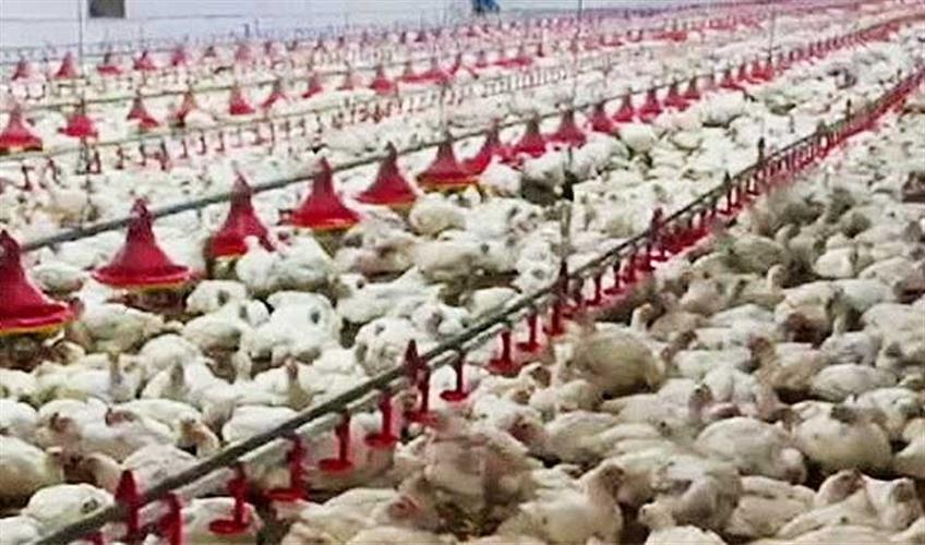 Khabar East:Over-5300-Chickens-Die-In-Malkangiri-Farm-Due-To-Power-Failure-And-Diesel-Shortage