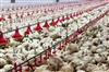 Khabar East:Over-5300-Chickens-Die-In-Malkangiri-Farm-Due-To-Power-Failure-And-Diesel-Shortage
