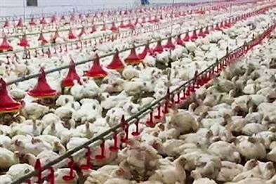 Khabar East:Over-5300-Chickens-Die-In-Malkangiri-Farm-Due-To-Power-Failure-And-Diesel-Shortage