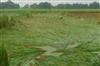 Khabar East:Paddy-crop-in-Bihar-destroyed-by-the-impact-of-Cyclone-Arnab