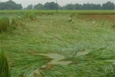Khabar East:Paddy-crop-in-Bihar-destroyed-by-the-impact-of-Cyclone-Arnab