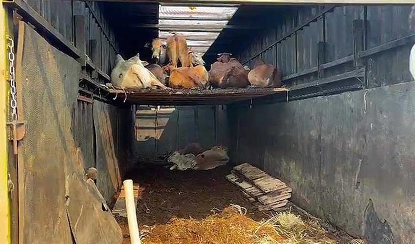 Khabar East:Police-Rescue-81-Cows-From-Illegal-Trafficking-Container-In-Malkangiri