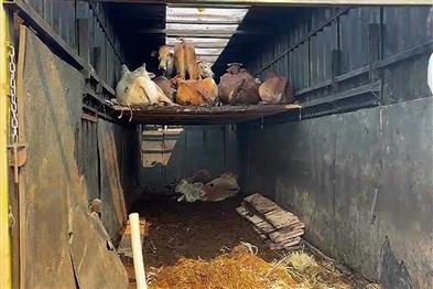 Khabar East:Police-Rescue-81-Cows-From-Illegal-Trafficking-Container-In-Malkangiri