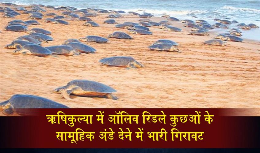 Khabar East:Rushikulya-Sees-Sharp-Drop-In-Olive-Ridley-Turtle-Mass-Nesting
