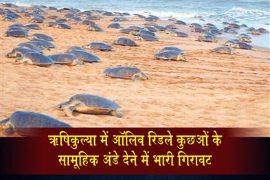 Khabar East:Rushikulya-Sees-Sharp-Drop-In-Olive-Ridley-Turtle-Mass-Nesting