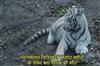 Khabar East:Seven-Month-Old-White-Tiger-Cub-Dies-At-Nandankanan-Zoo