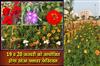 Khabar East:Soa-Flower-Festival-To-Be-Held-On-January-19-and-20