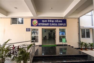 Khabar East:Stray-cow-victim-of-hit-and-run-accident-recovers-at-SOA-vet-complex