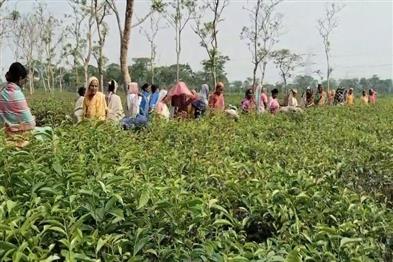 Khabar East:Tea-garden-closed-for-six-months-opened-workers-returned-to-work