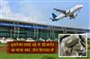 Khabar East:Three-detained-at-Bhubaneswar-airport-with-hydroponic-marijuana-worth-over-Rs-30-cr