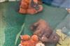 Khabar East:Two-Of-Five-Baleshwar-Rescued-Orangutans-Under-Treatment-At-Nandankanan
