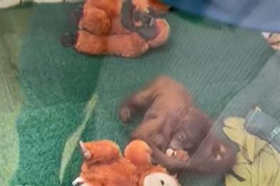 Khabar East:Two-Of-Five-Baleshwar-Rescued-Orangutans-Under-Treatment-At-Nandankanan