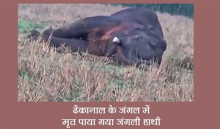 Khabar East:Wild-Elephant-Found-Dead-In-Dhenkanal-Forest