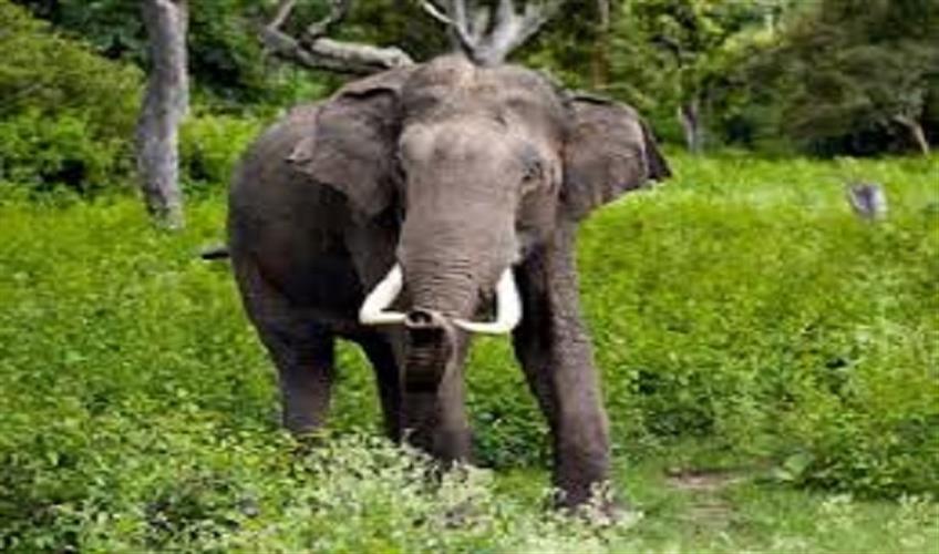 Khabar East:Wild-elephant-crushed-a-woman-who-went-to-the-toilet-to-defecate-condition-critical