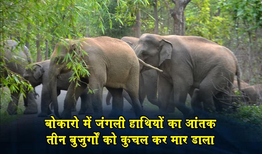 Khabar East:Wild-elephants-are-causing-terror-in-Bokaro-trampling-three-elderly-people-to-death