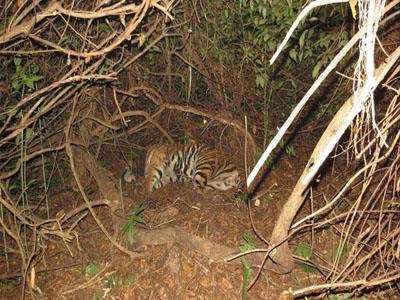 Khabar East:two-tiger-dies-in-three-weeks-in-odisha